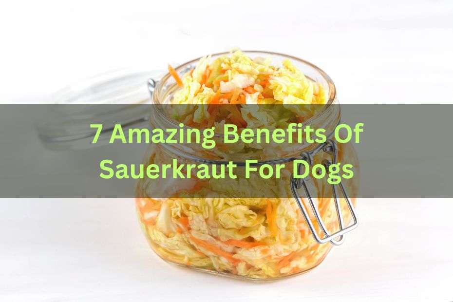 7 Amazing Benefits Of Sauerkraut For Dogs