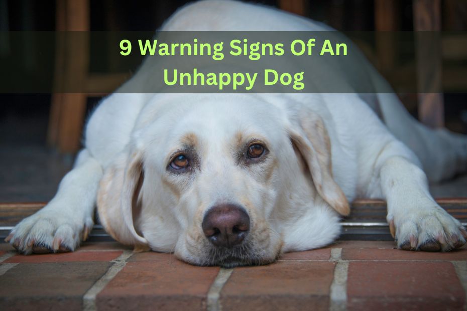 9 Warning Signs Of An Unhappy Dog