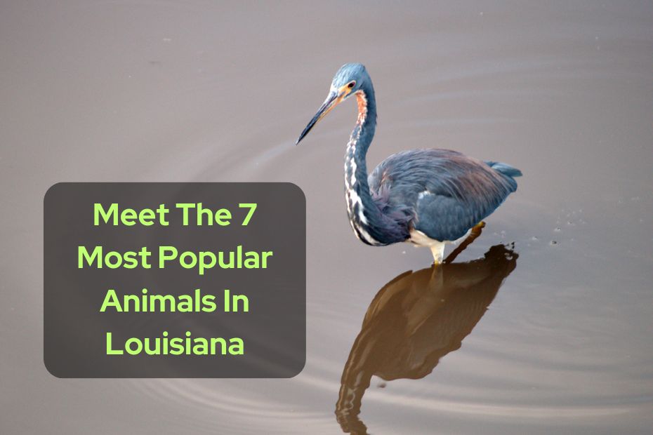 Meet The 7 Most Popular Animals In Louisiana